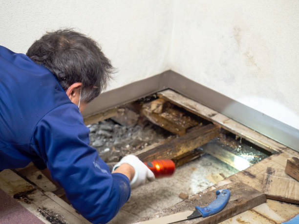 Best White Mold Remediation in Round Lake Heights, IL