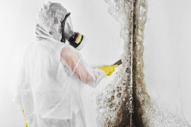 Best HVAC Mold Remediation in Round Lake Heights, IL