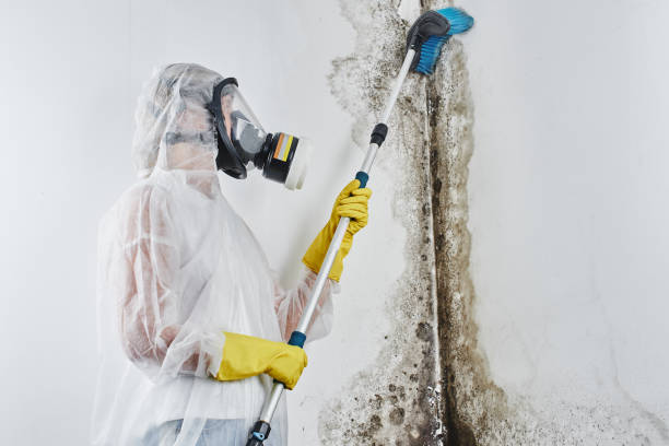 Best Bathroom Mold Remediation in Round Lake Heights, IL