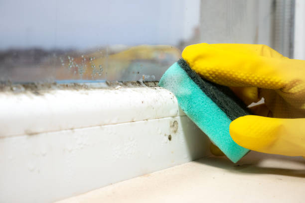 Best Basement Mold Remediation in Round Lake Heights, IL