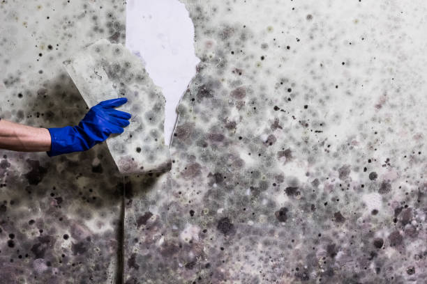 Trusted Round Lake Heights, IL Mold Remediation Experts