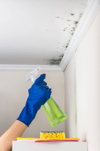 Best Preventive Mold Services in Round Lake Heights, IL